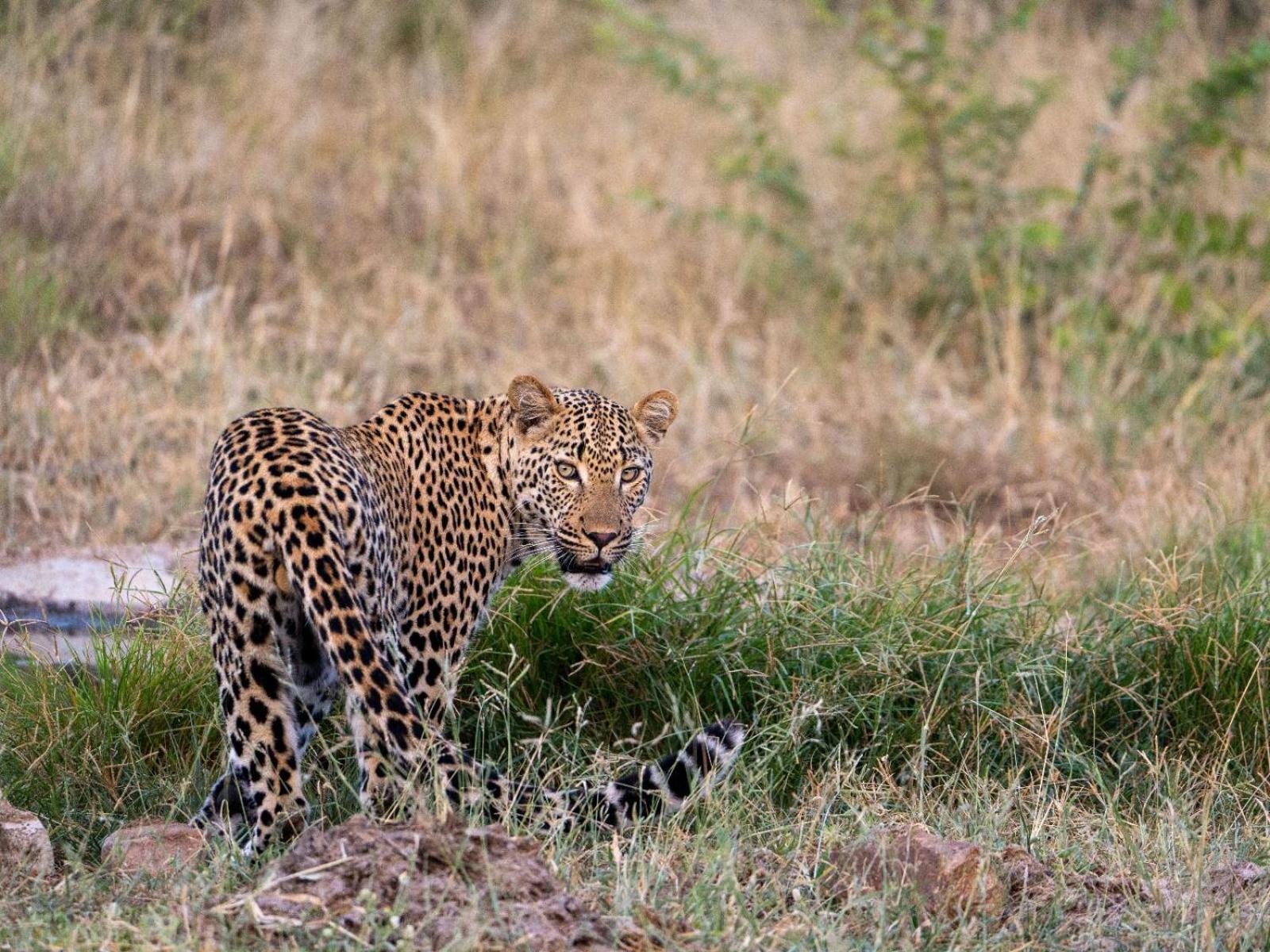 Kwambili Game Lodge Thornybush Game Reserve Eksteriør billede