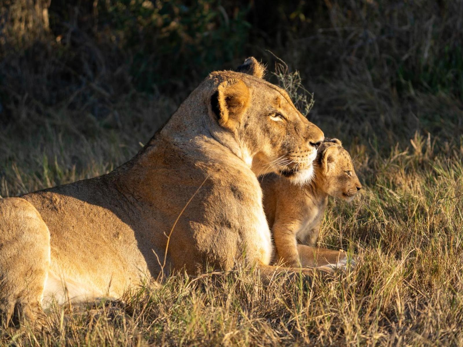 Kwambili Game Lodge Thornybush Game Reserve Eksteriør billede
