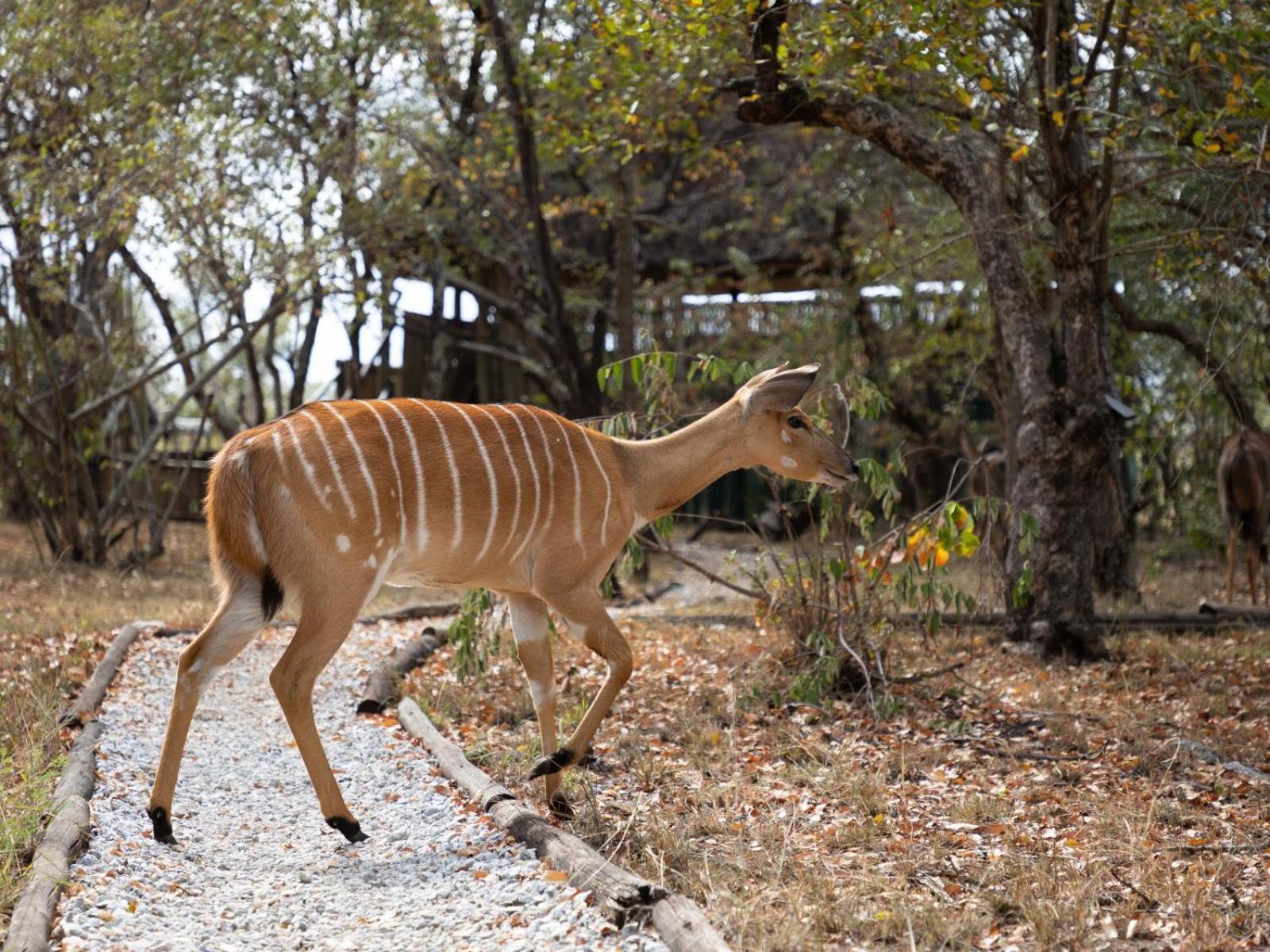Kwambili Game Lodge Thornybush Game Reserve Eksteriør billede
